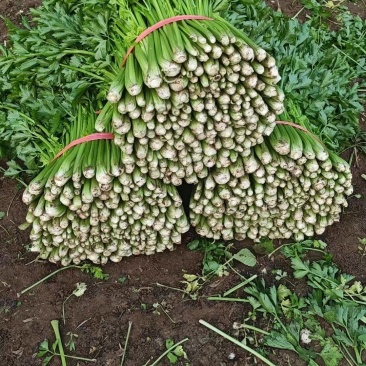 中细棵芹菜