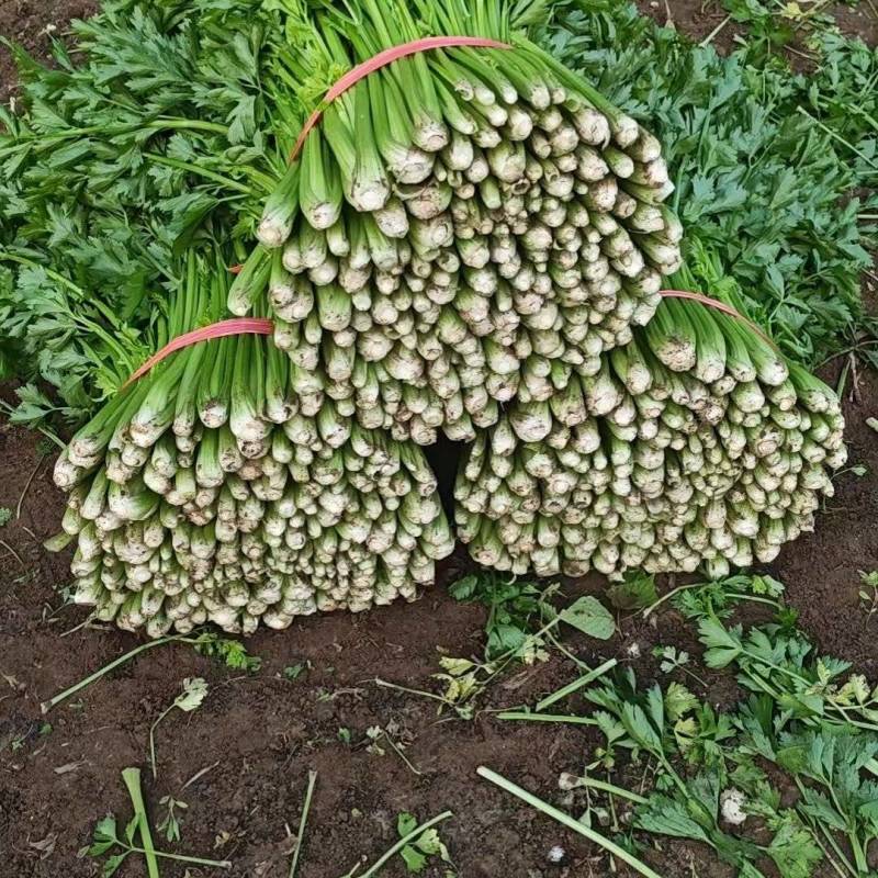 中细棵芹菜