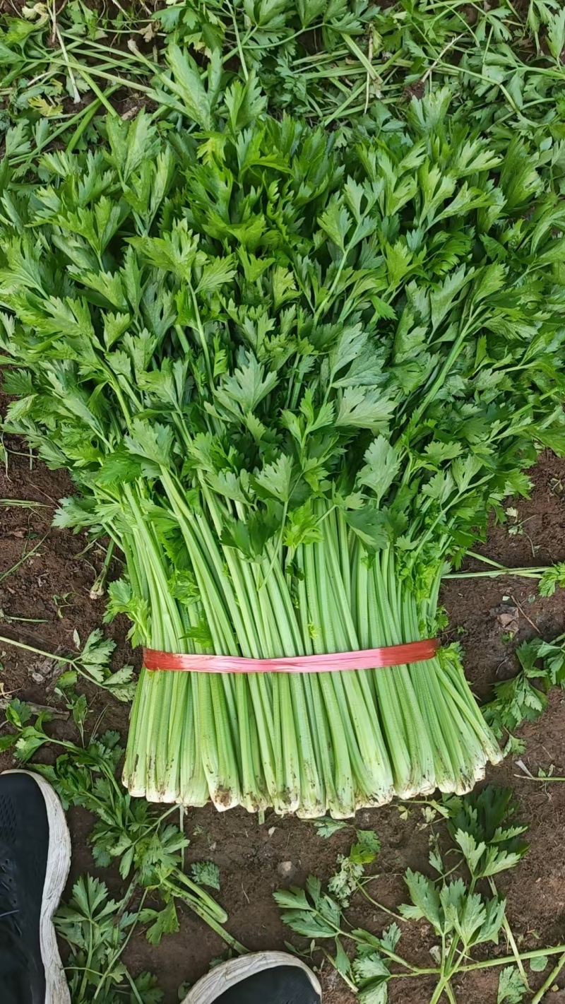 中细棵芹菜
