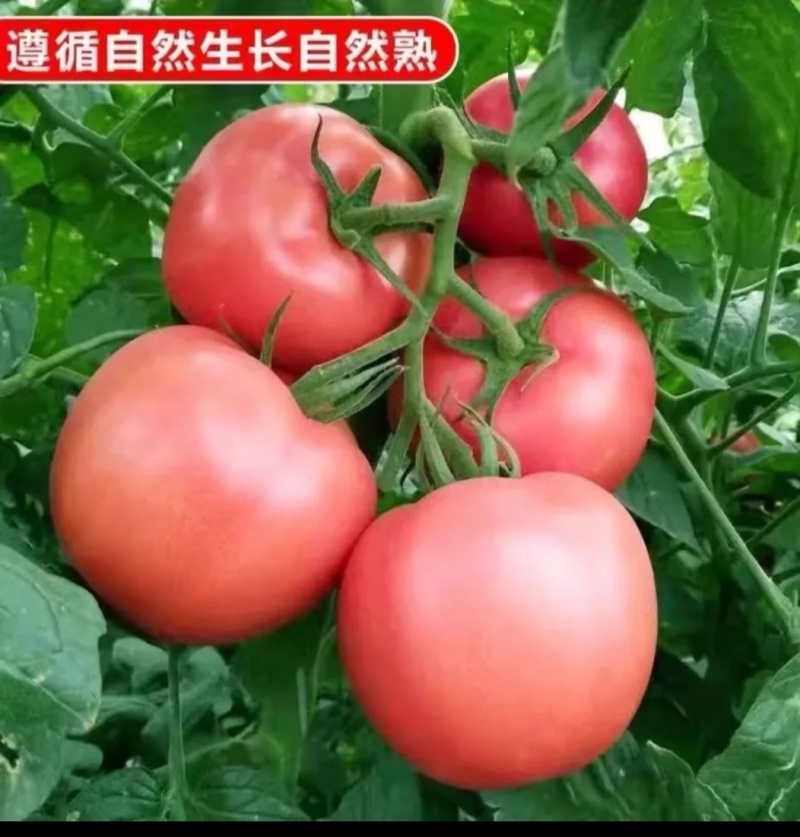 粉柿子