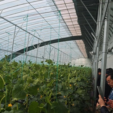 中农脆玉3号减脂黄瓜种植基地