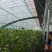 中农脆玉3号减脂黄瓜种植基地