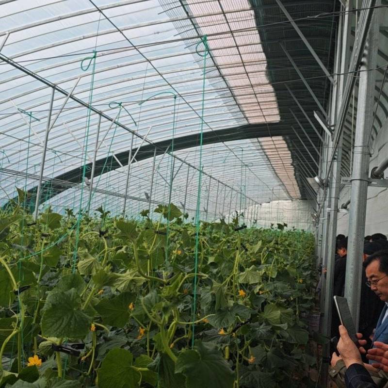 中农脆玉3号减脂黄瓜种植基地