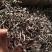 精选特级白背头茬黑木耳干货米线商用凉拌菜螺蛳专用整箱批发