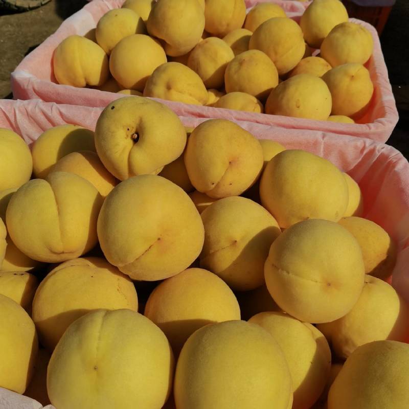 陕西黄桃，礼泉县黄桃果面干净口感脆甜