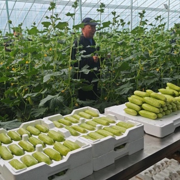 中农脆玉3号种植基地