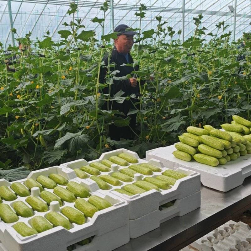 中农脆玉3号种植基地