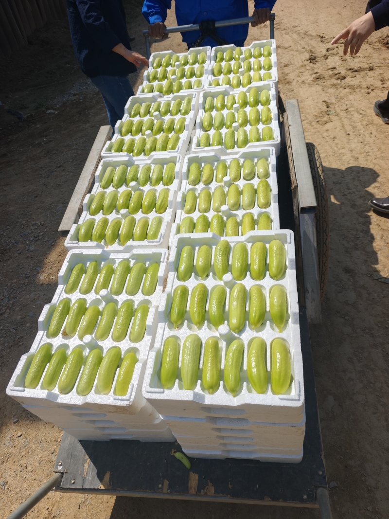 中农脆玉3号种植基地