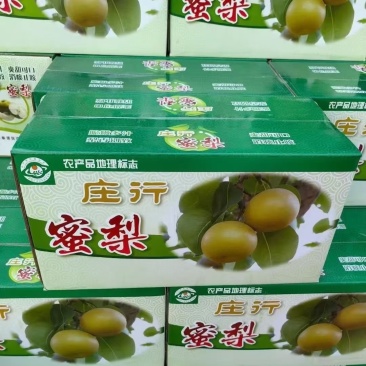 上海奉贤庄行蜜梨