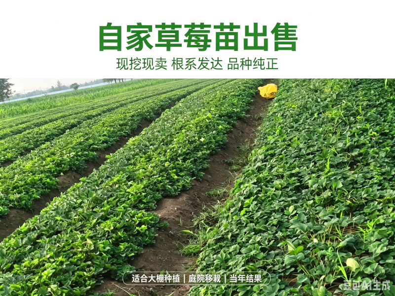 出售优质草莓苗