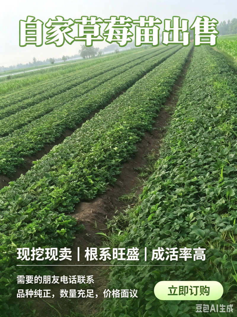 出售优质草莓苗
