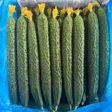 山东莘县的鲜花黄瓜大量上市，好货价格2元左右，现摘现发