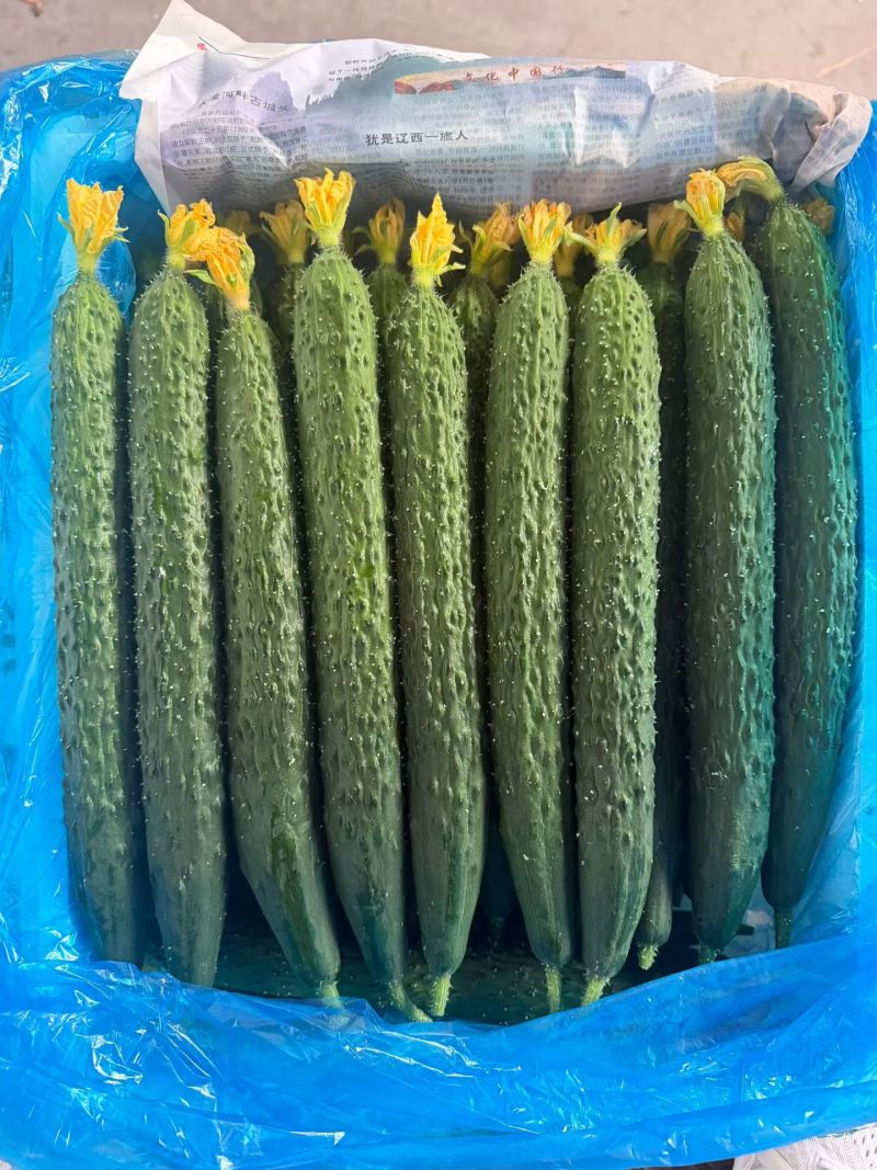 山东莘县的鲜花黄瓜大量上市，好货价格2元左右，现摘现发