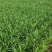 7月16号新长的韭菜