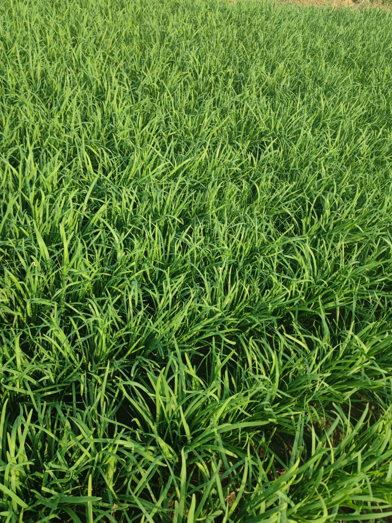 7月16号新长的韭菜