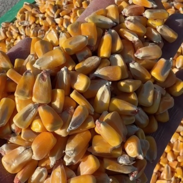 玉米🌽