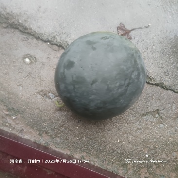 开封杞县西寨乡八卦亭。黑皮无籽，