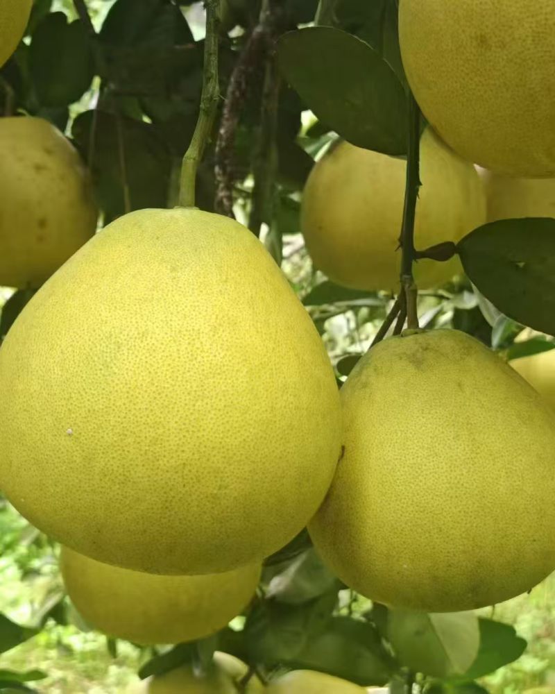 云南早熟柚子