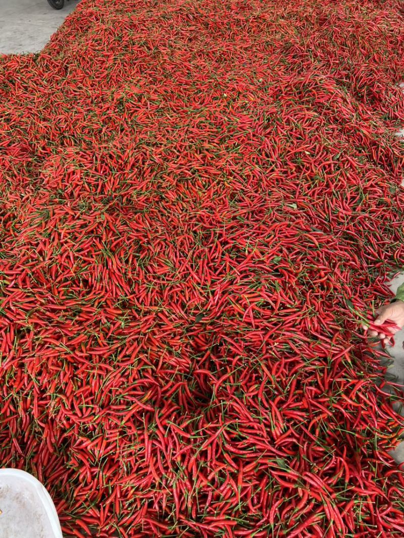 贵州精品小米椒