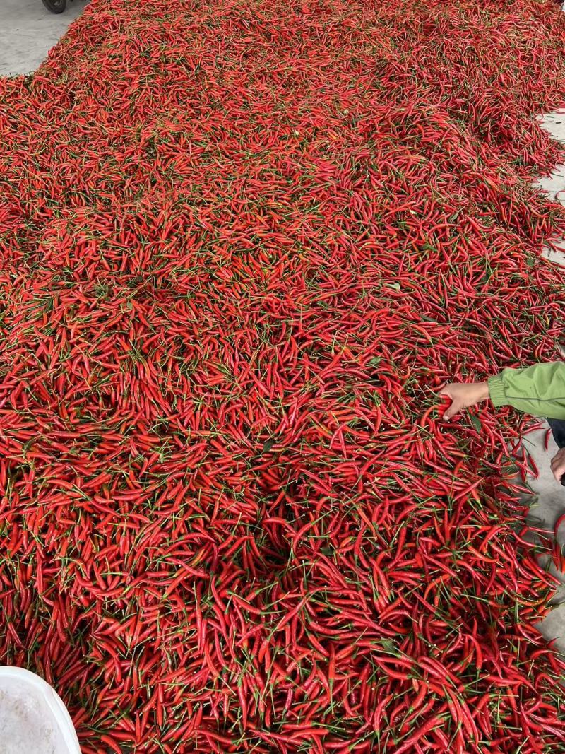 贵州高山小米椒，大量上市了，有需要的老板联系