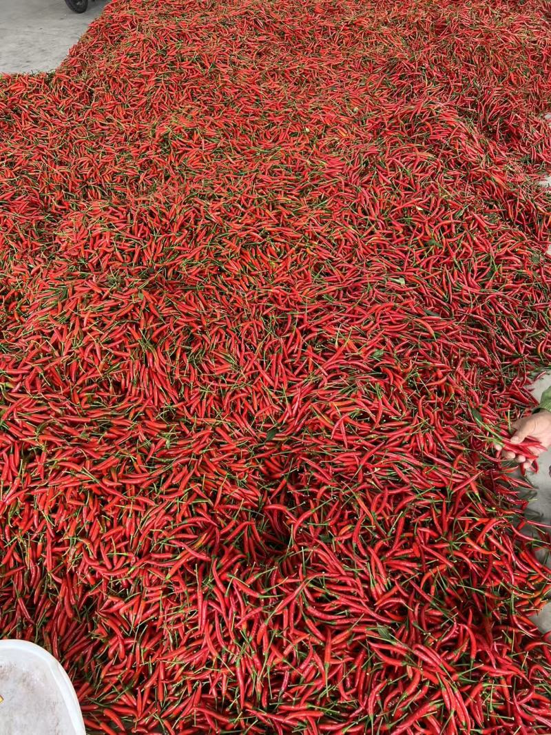 贵州高山小米椒，大量上市了，有需要的老板联系