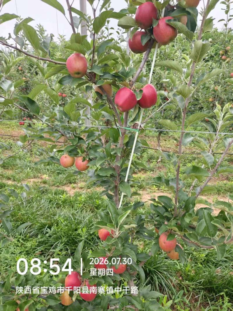 嘎啦苹果大量上市
