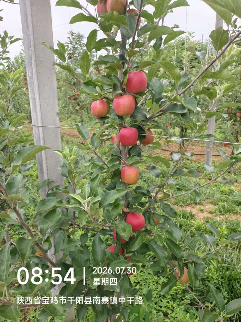 嘎啦苹果大量上市