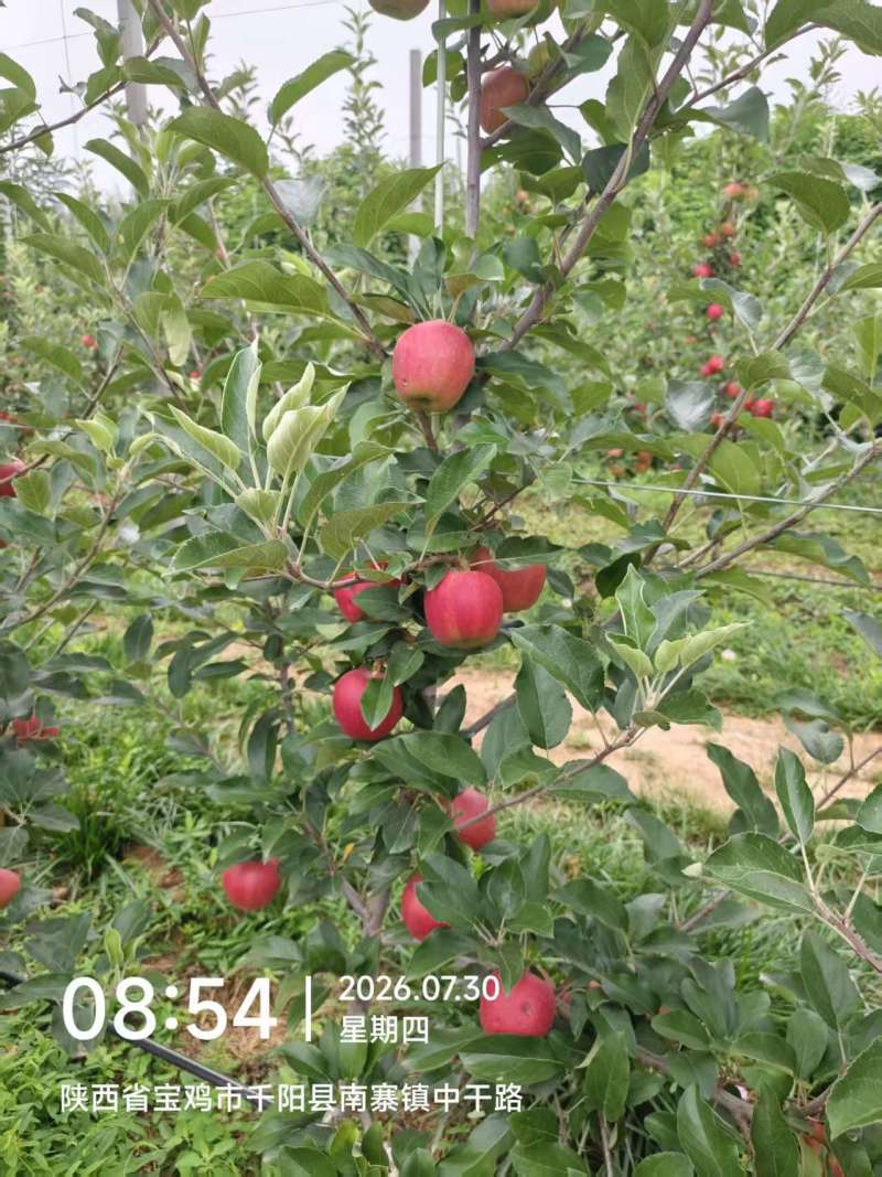 嘎啦苹果