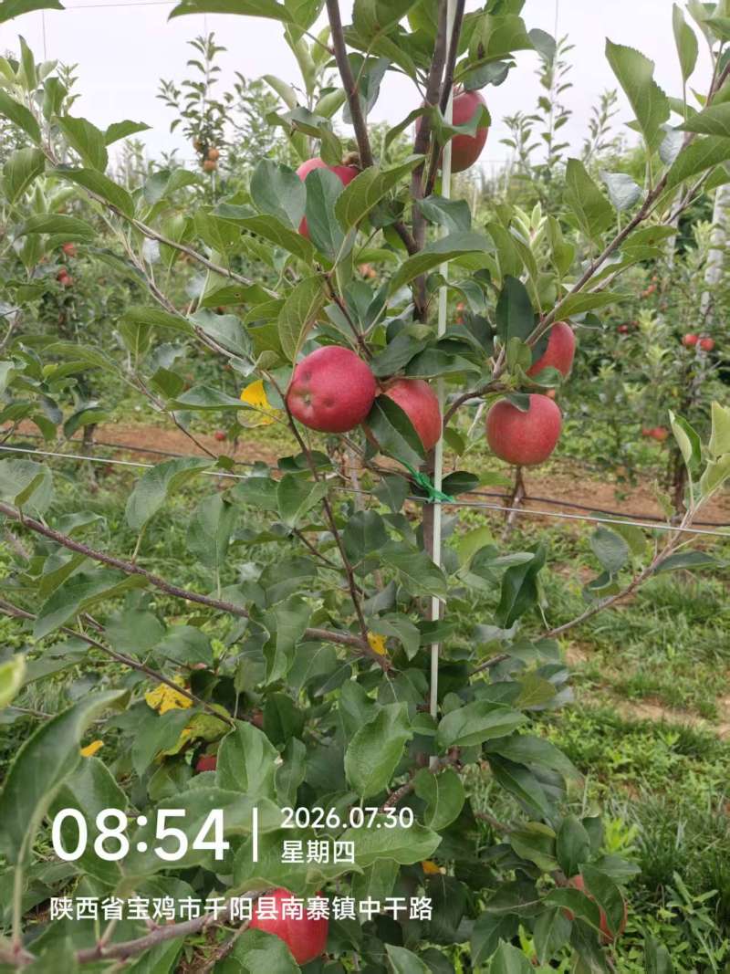 嘎啦苹果