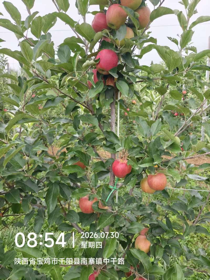 嘎啦苹果