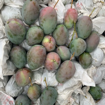 攀枝花芒果需要的电话联系