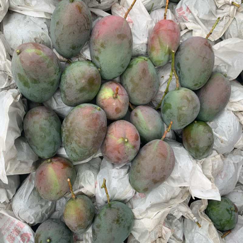 攀枝花芒果需要的电话联系