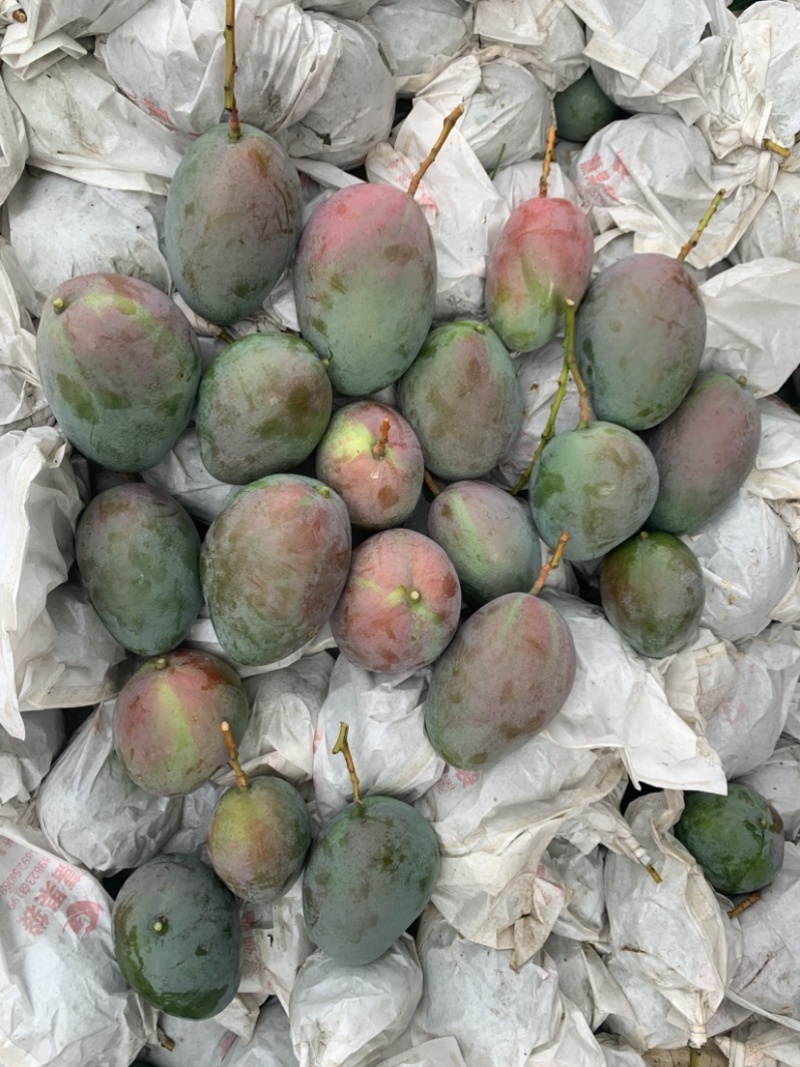 攀枝花芒果需要的电话联系