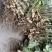 精品过筛鲜花生大量有货供应几百亩地一手货源保质保量