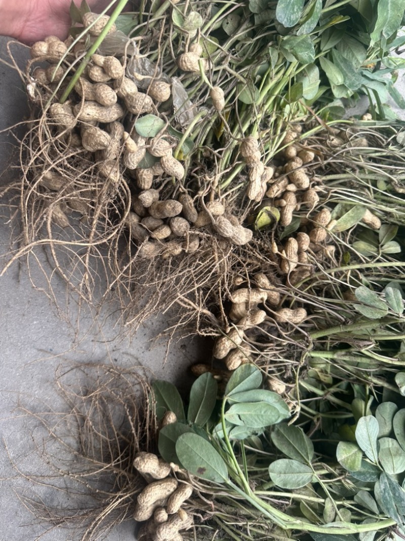 精品过筛鲜花生大量有货供应几百亩地一手货源保质保量
