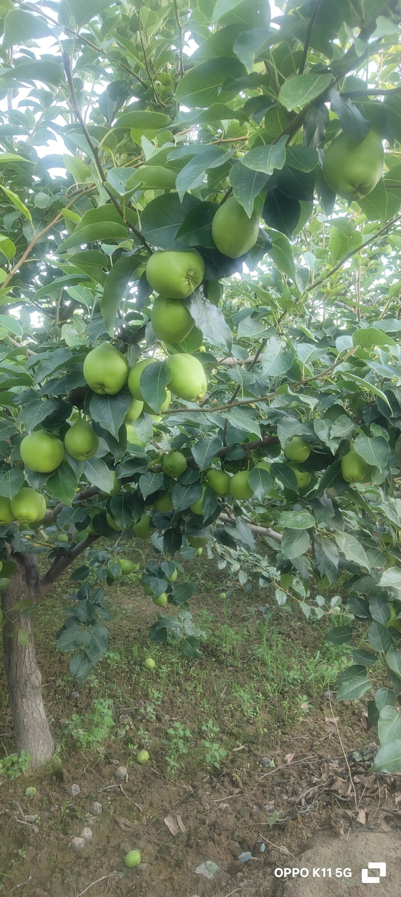甘肃景泰县早酥梨个大皮薄，汁多味美酸甜可口现已成熟上市啦