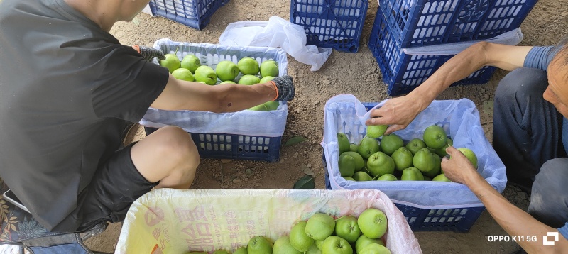 甘肃景泰县早酥梨个大皮薄，汁多味美酸甜可口现已成熟上市啦