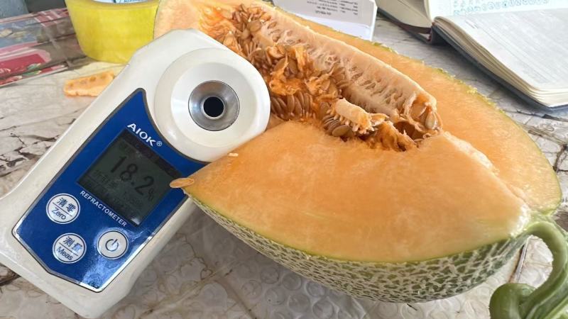 金色年华哈密瓜甘肃哈密瓜，量大从优，保质保量，可视频看货