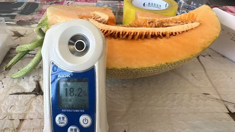 金色年华哈密瓜甘肃哈密瓜，量大从优，保质保量，可视频看货