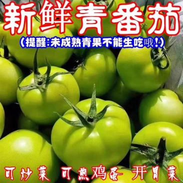 青西红柿青柿子产地一手货源量大从优保质保量