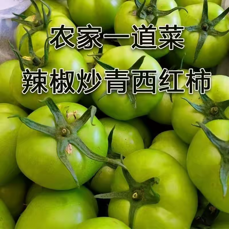 青西红柿青柿子产地一手货源量大从优保质保量