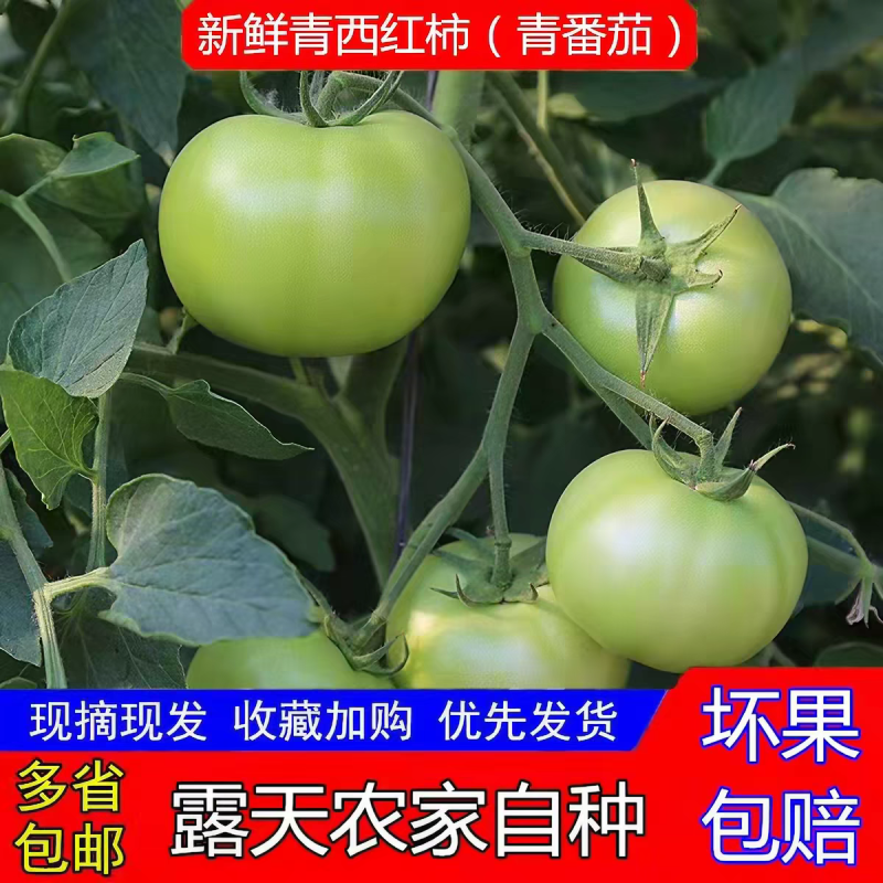 青西红柿青柿子产地一手货源量大从优保质保量