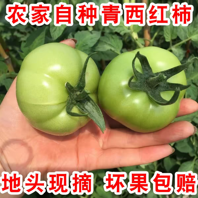 青西红柿青柿子产地一手货源量大从优保质保量