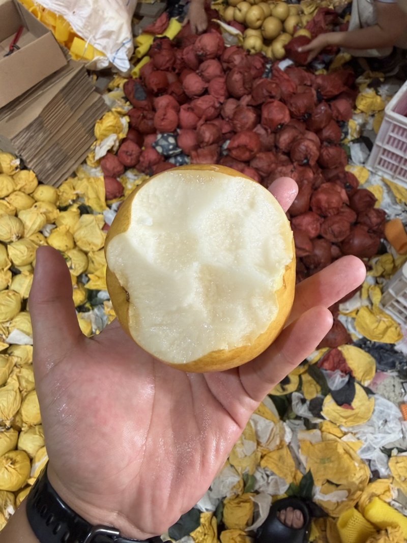圆黄秋月梨