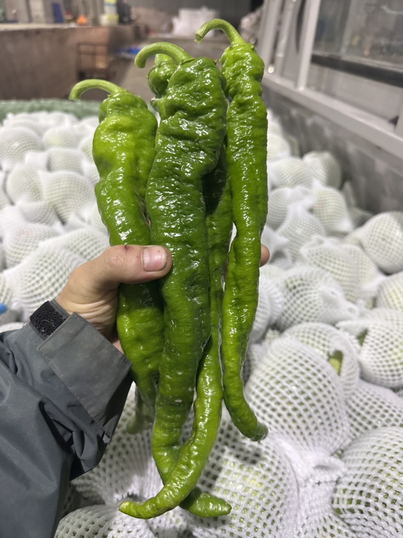 螺丝椒