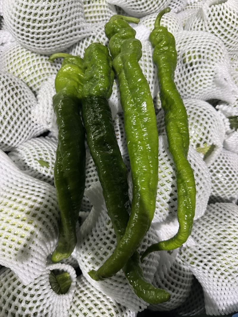 螺丝椒