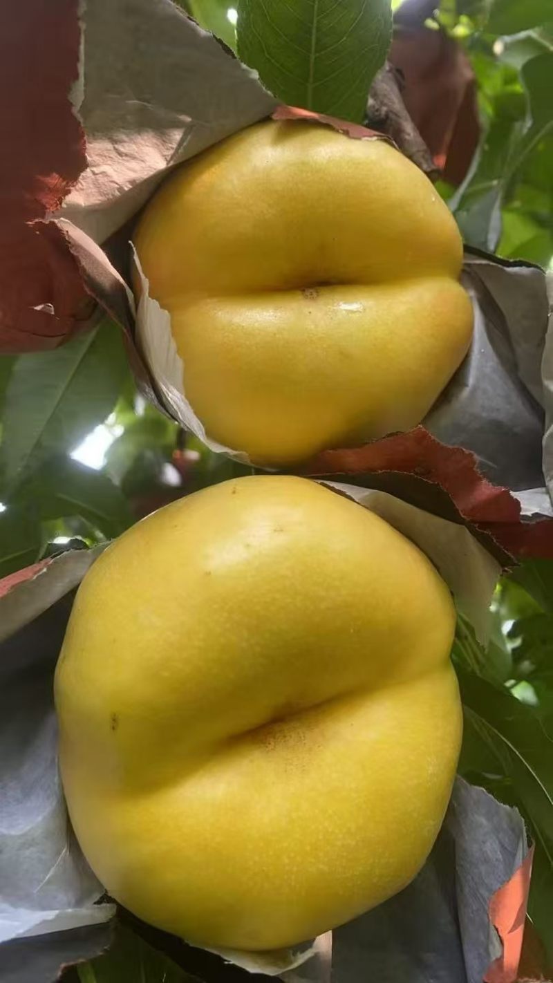 平谷金潘