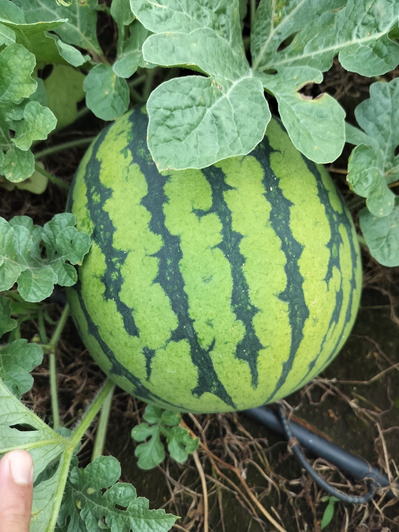 西瓜