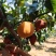 汉中套袋丰水梨一手货源产地直发支持全国代发