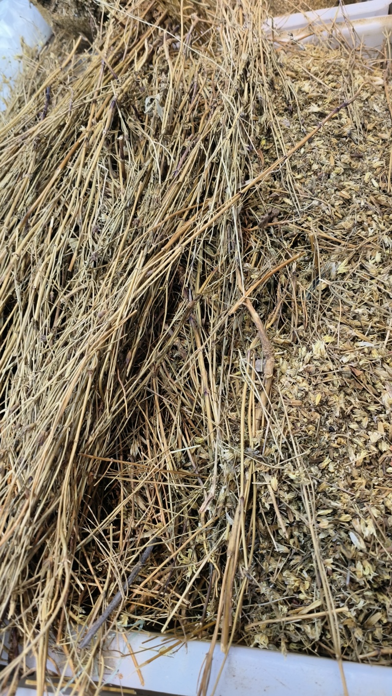 藏茵陈西藏高海拔干货特产野生藏茵陈茵陈茶精选正品大货
